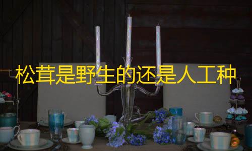 货源网松茸是野生的还是人工种的